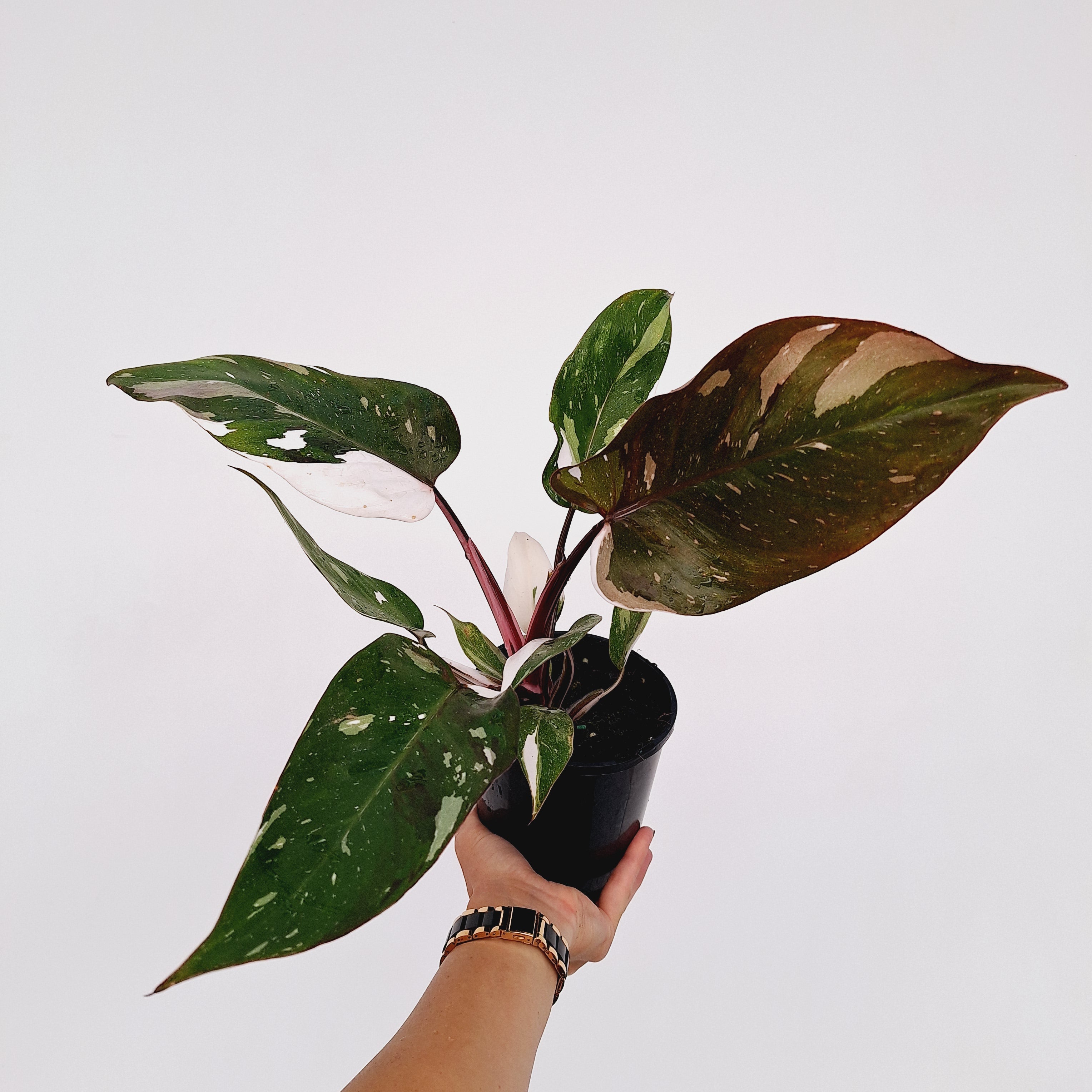 philodendron erubescens red empress variegata Philodendron erubescens Red Anderson