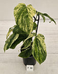 Amydrium medium Variegata