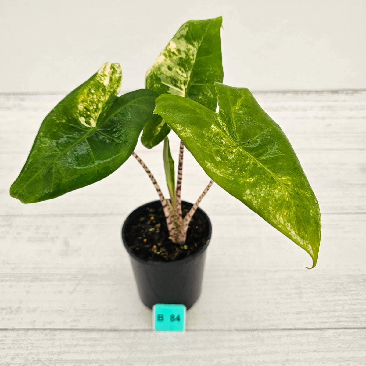 Alocasia zebrina variegata