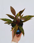 Philodendron 'Orange Princess'