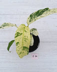 Epipremnum giganteum variegata