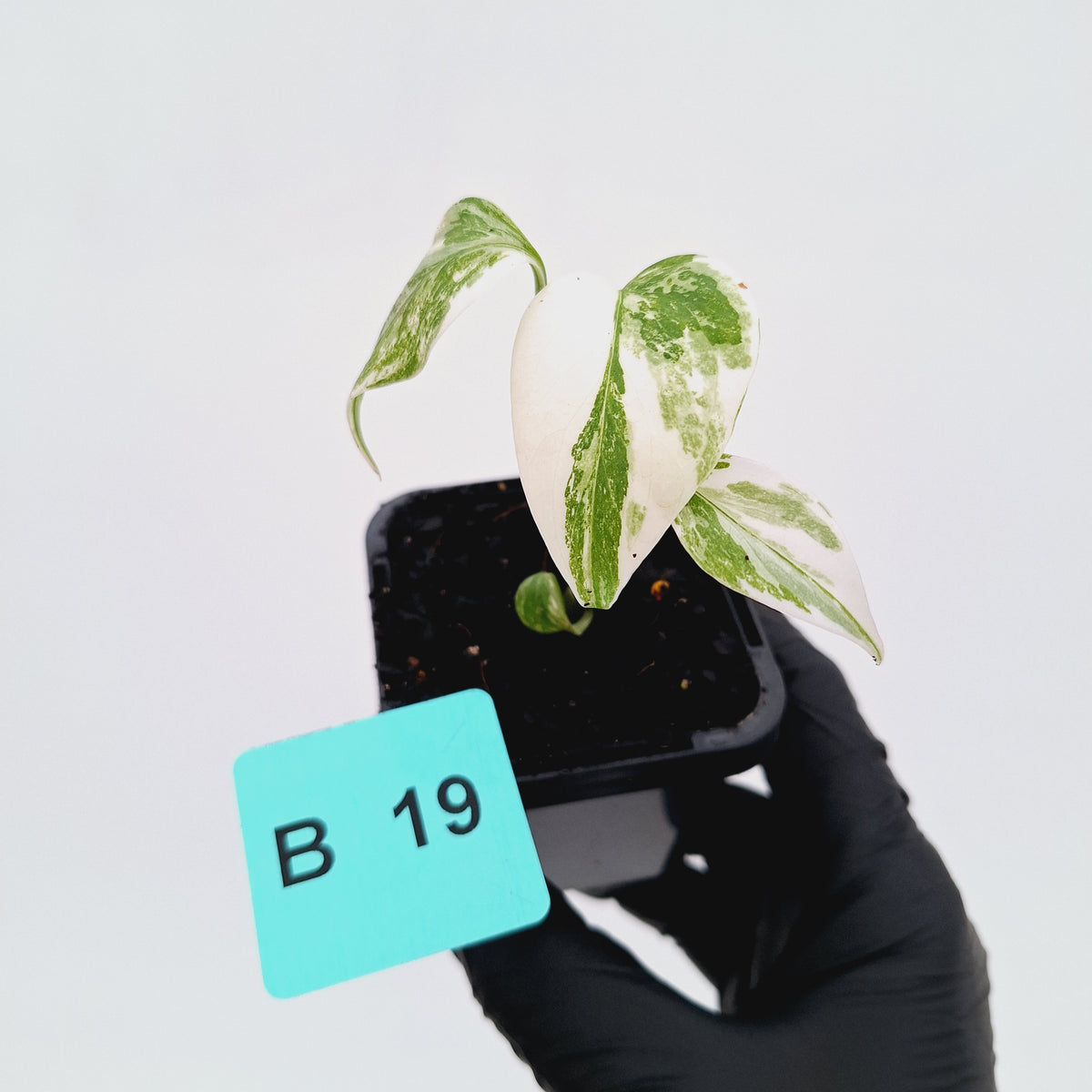 Monstera borsigiana 'Albo' - SALE