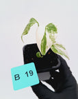 Monstera borsigiana 'Albo' - SALE