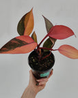 Philodendron 'Orange Princess'