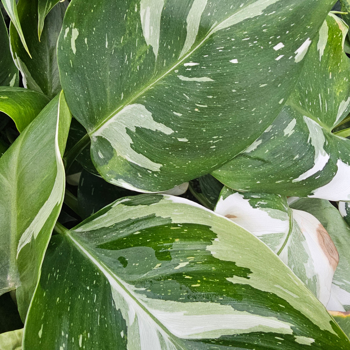 Philodendron erubescens White Wizard - Perfectly Imperfect Plants