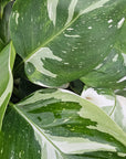 Philodendron erubescens White Wizard - Perfectly Imperfect Plants