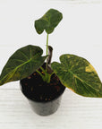 Alocasia 'Regal Shields'  variegata
