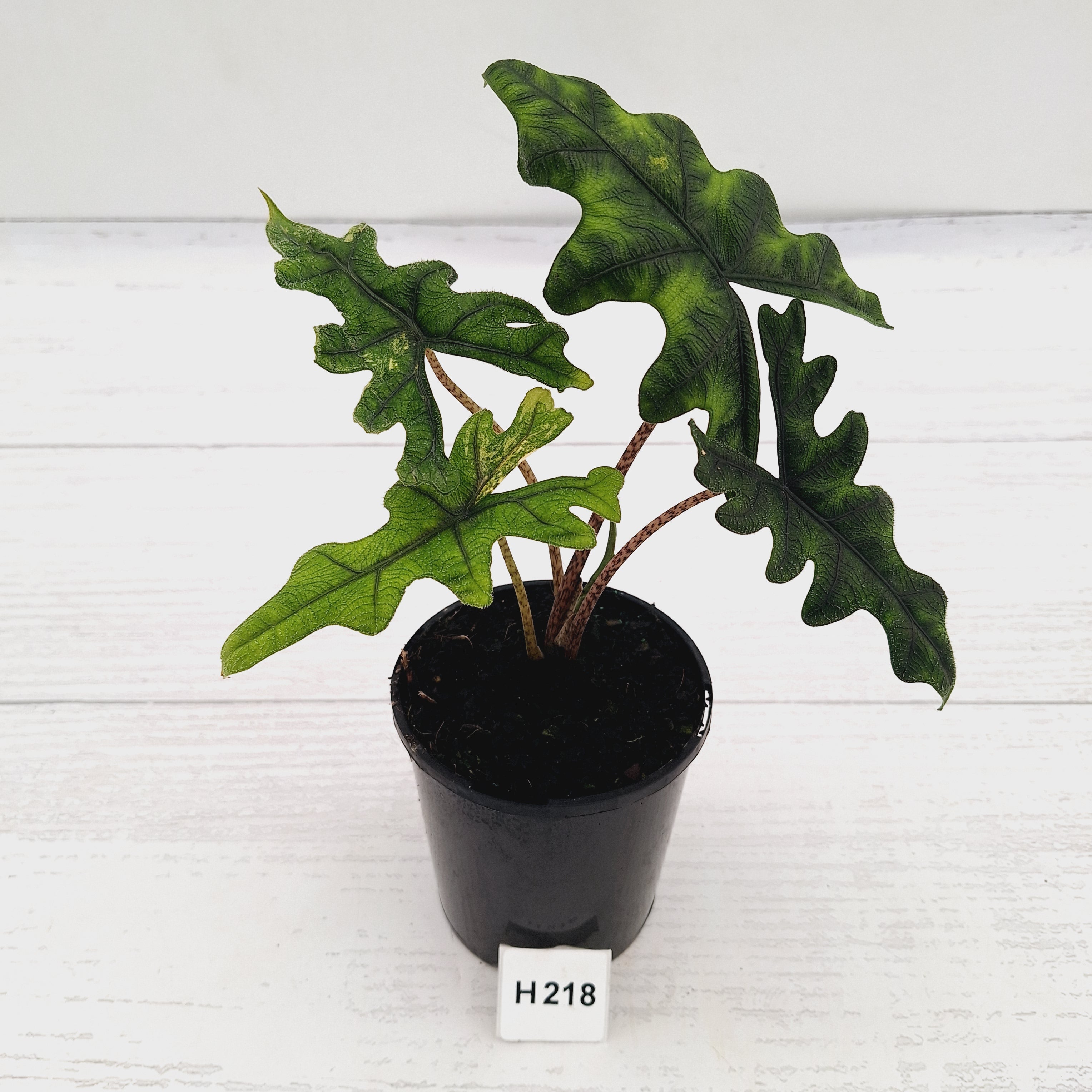 Alocasia tandurusa Jacklyn Variegata – Enliven Plants