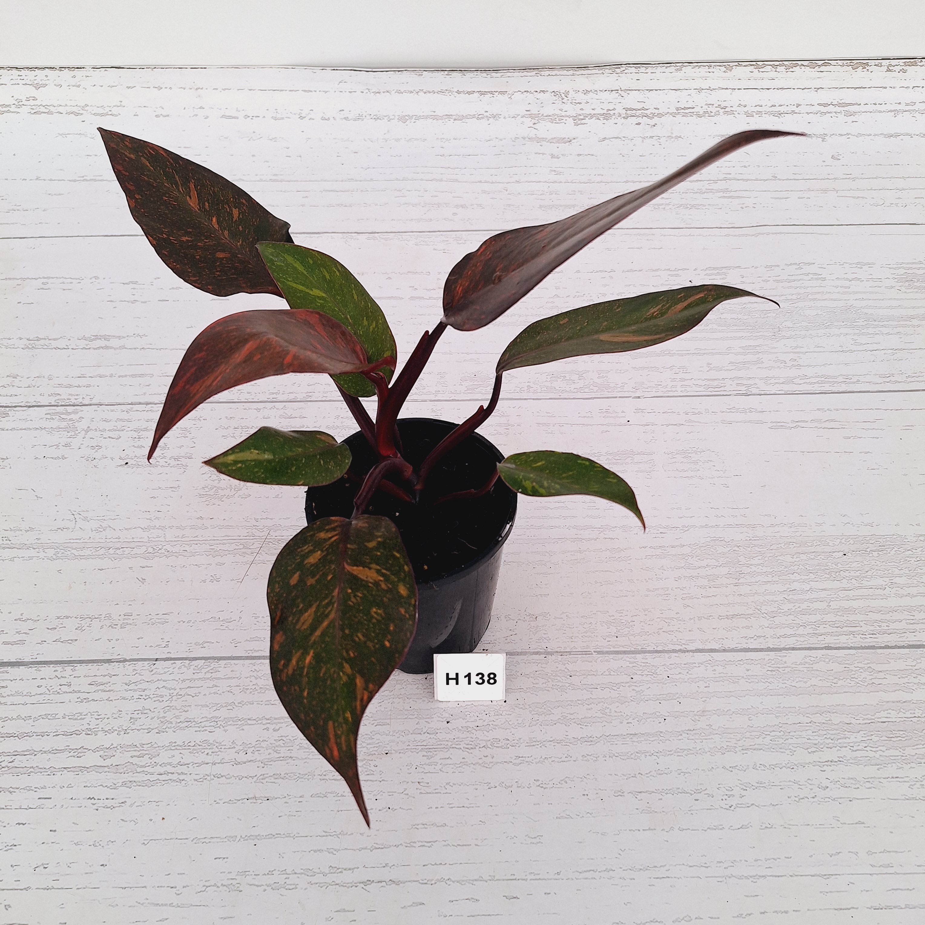 Philodendron 'Orange Princess'