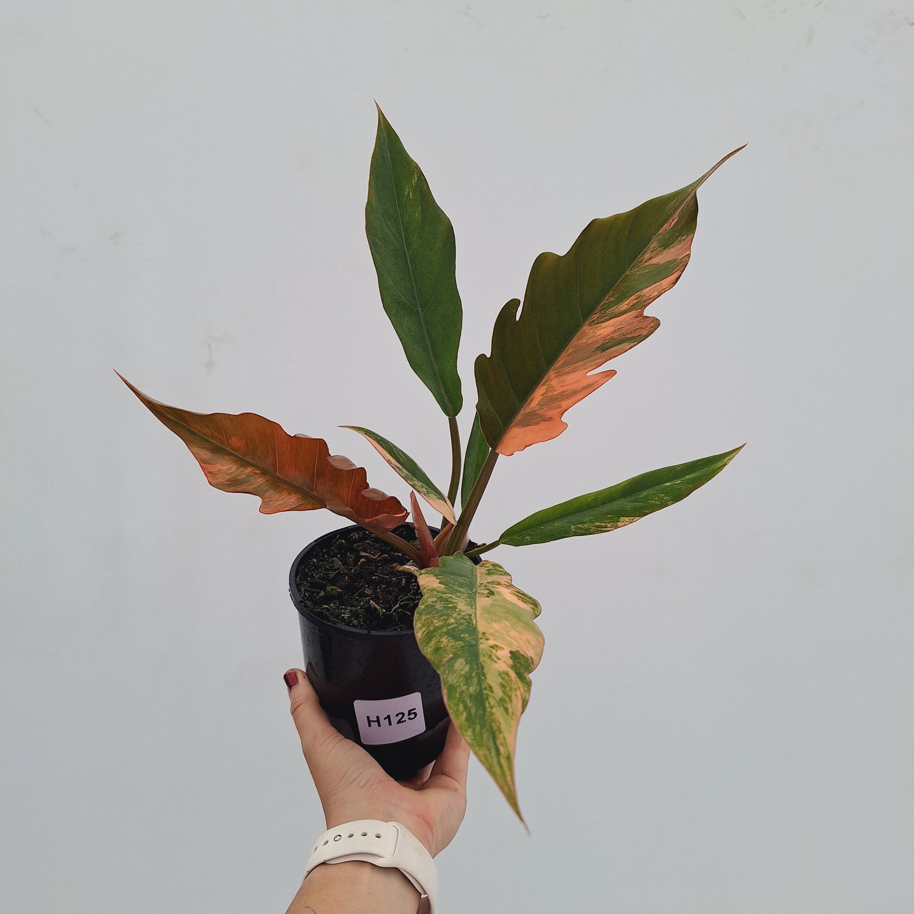 Philodendron serratum Caramel Marble