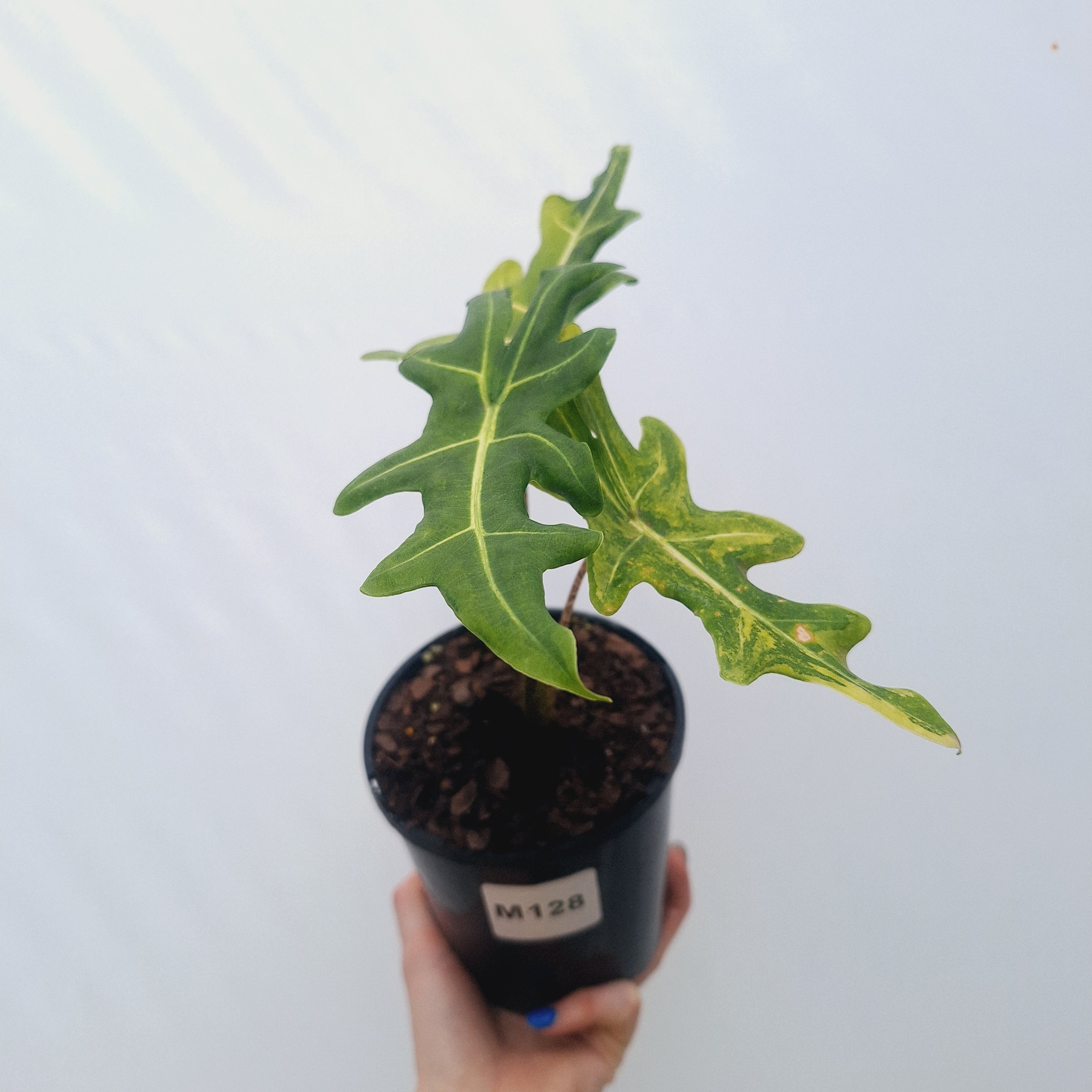 Alocasia portei Malaysian Monster variegata (aurea)