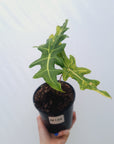 Alocasia portei Malaysian Monster variegata (aurea)