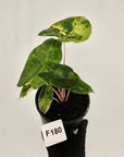 Alocasia 'Morocco' Variegated - SALE