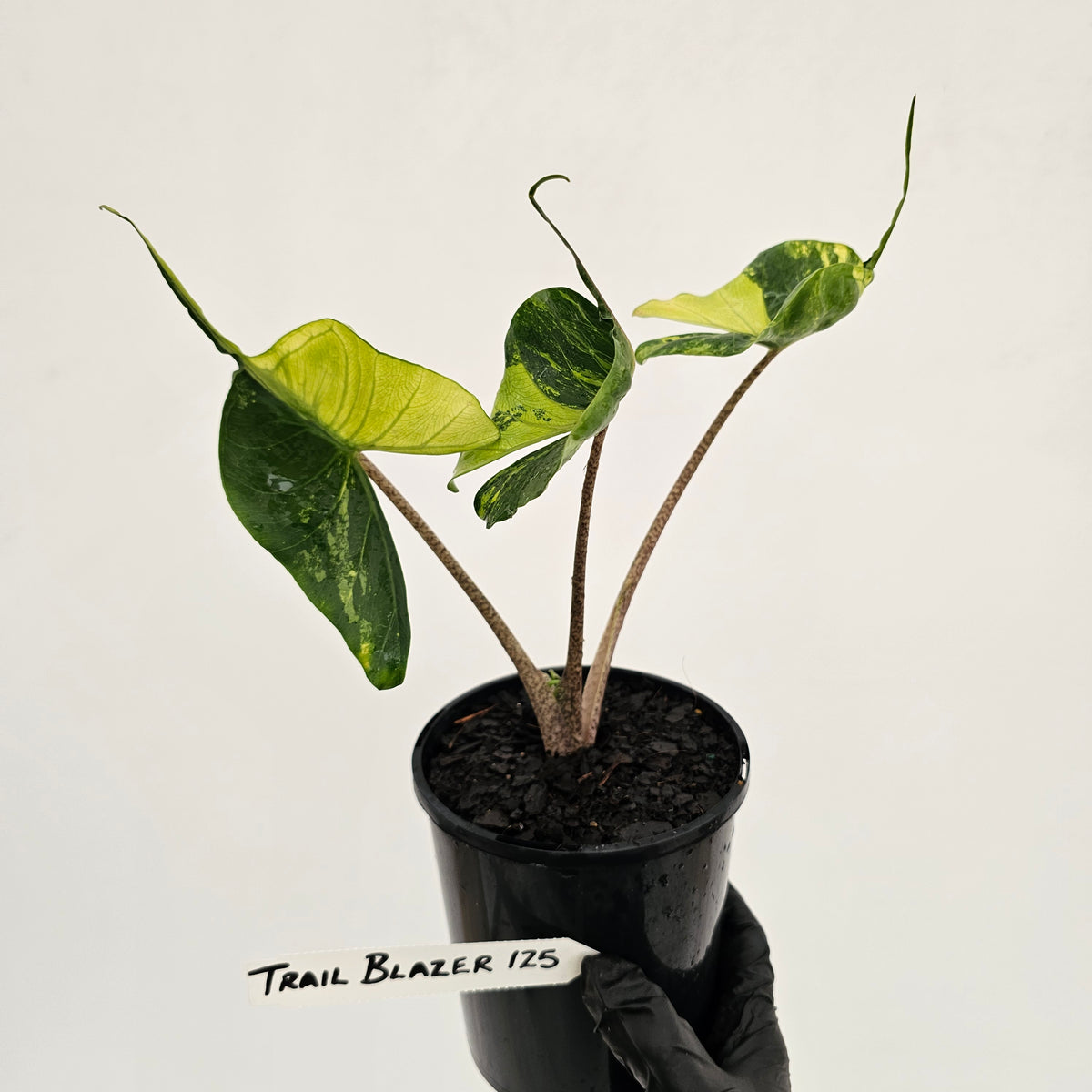 Alocasia macrorrhizos 'Stingray Aurea' Variegata