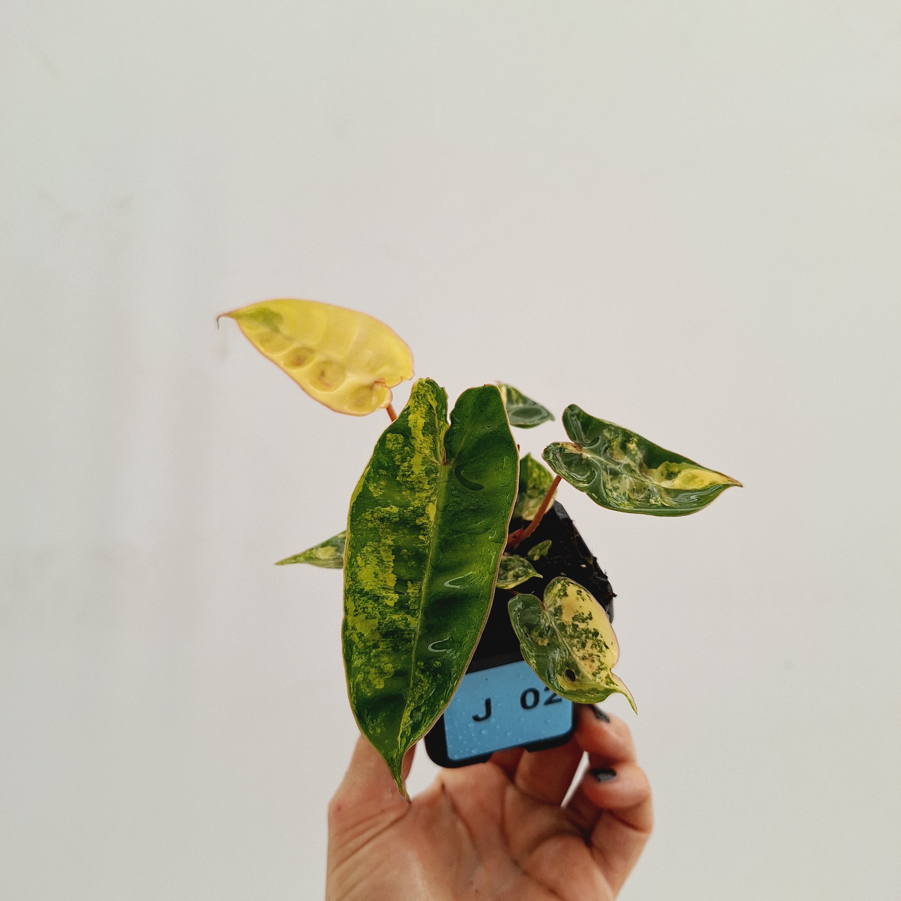 Philodendron billietiae Variegata