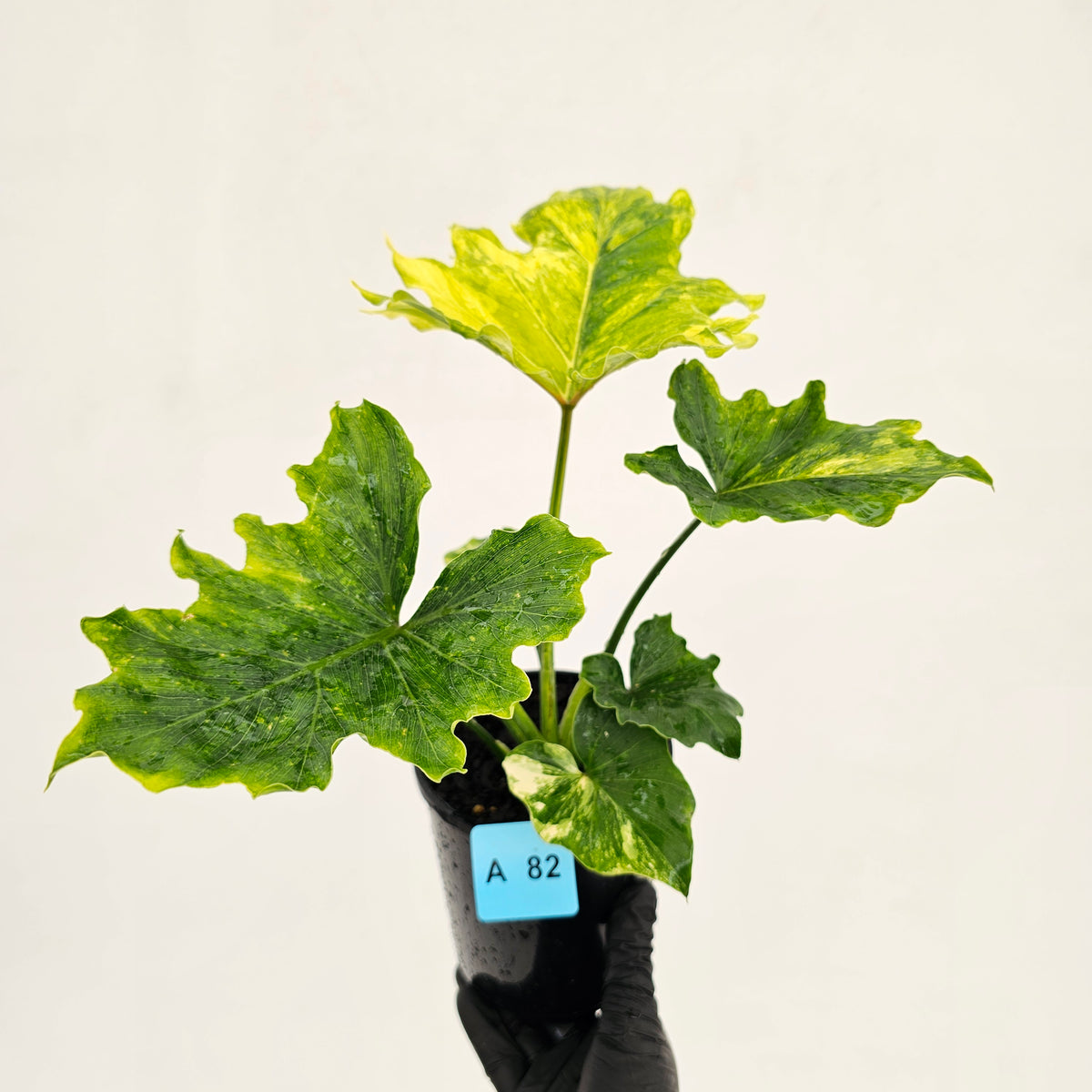 Philodendron bipinnatifidum variegata - SALE