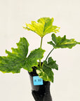 Philodendron bipinnatifidum variegata - SALE