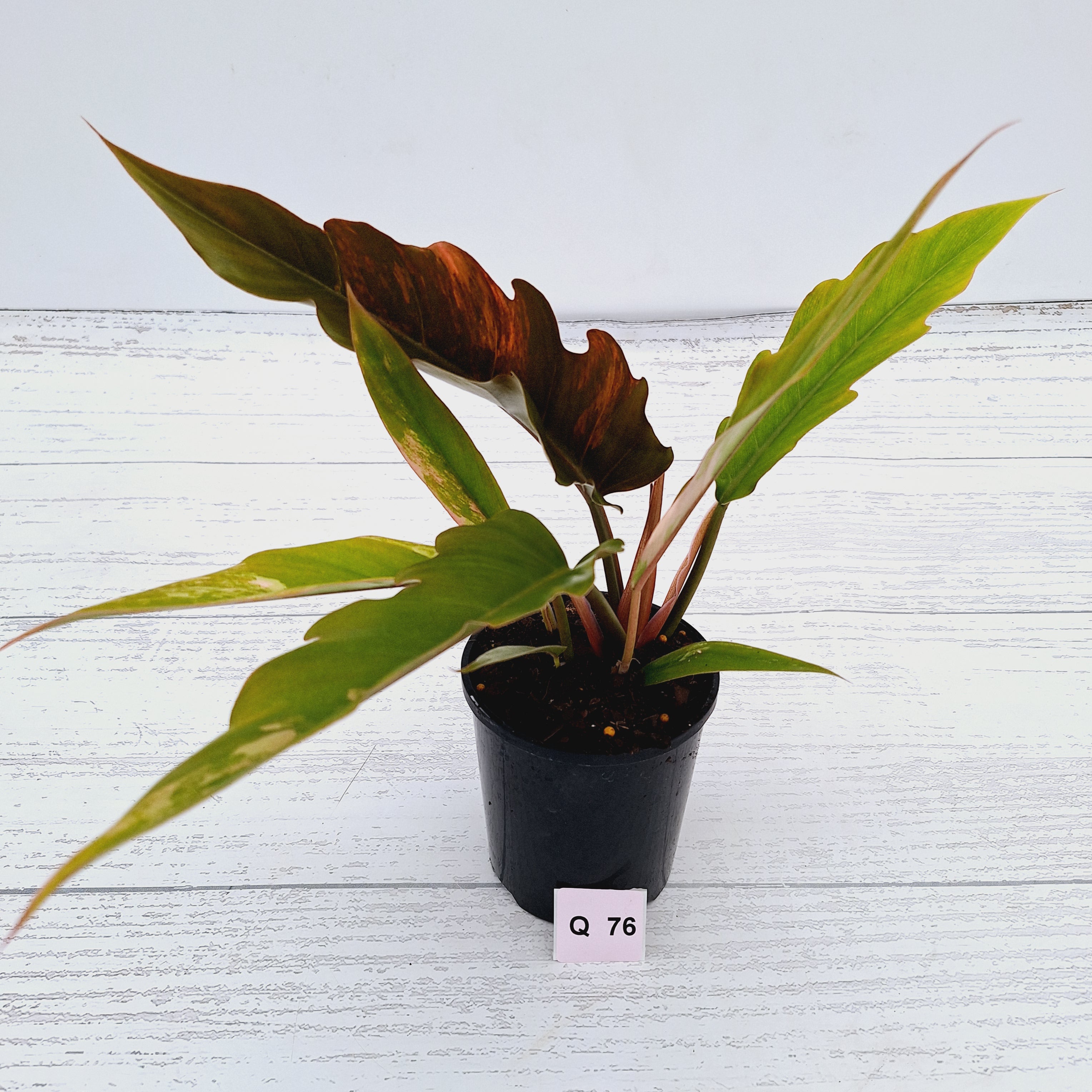 Philodendron serratum Caramel Marble