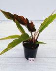 Philodendron serratum Caramel Marble