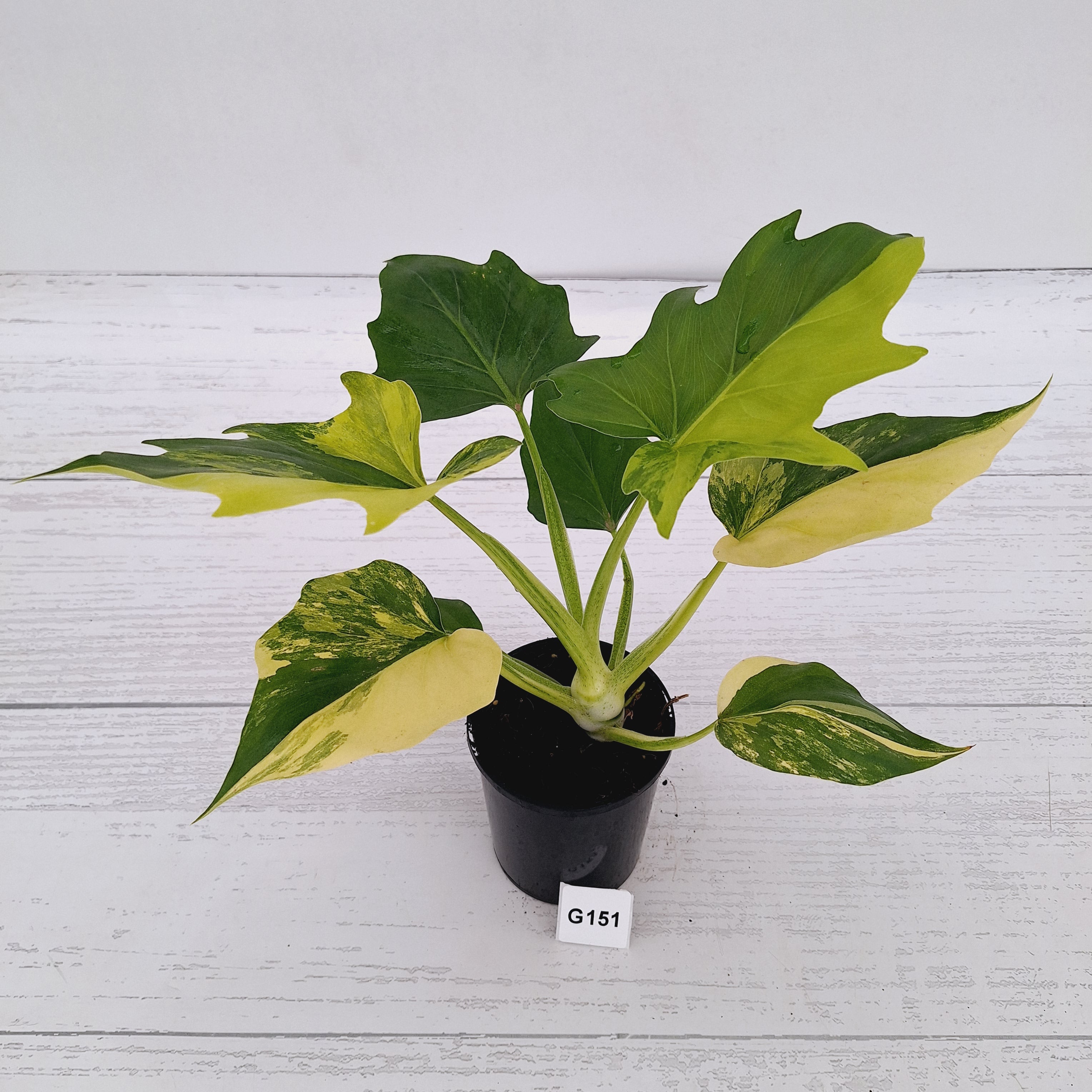 Philodendron warscewiczii Gold Variegata