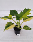 Philodendron warscewiczii Gold Variegata
