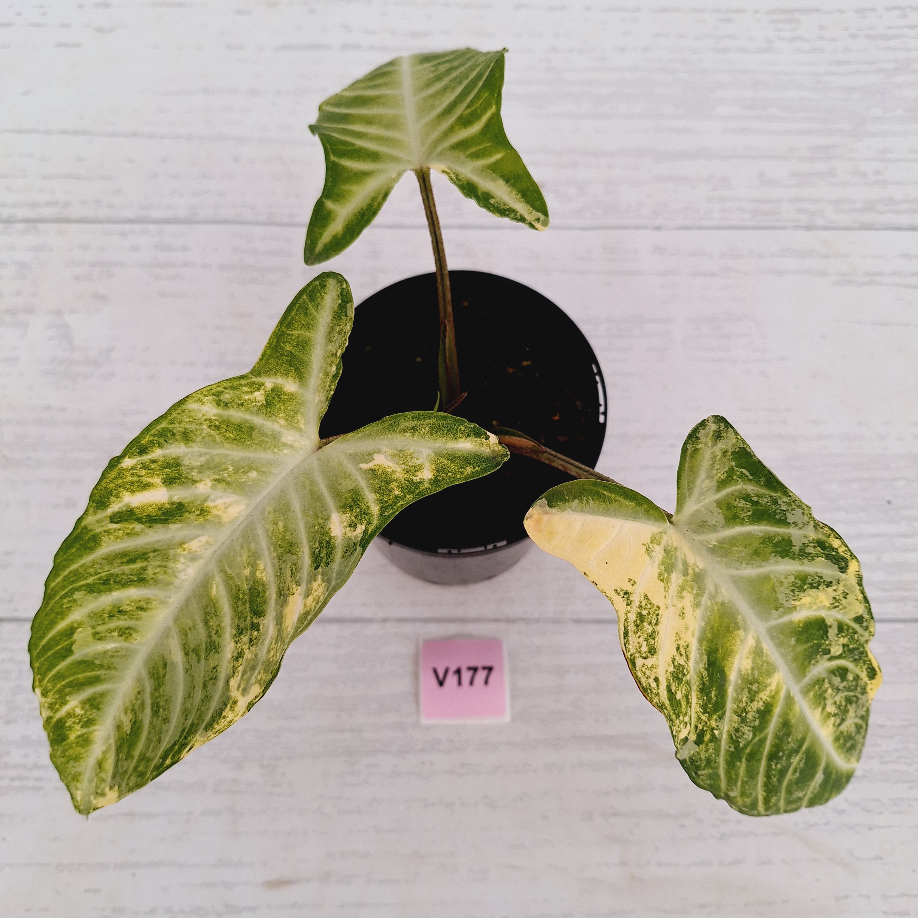 Phyllotaenium lindenii Magnificum Variegata - sale
