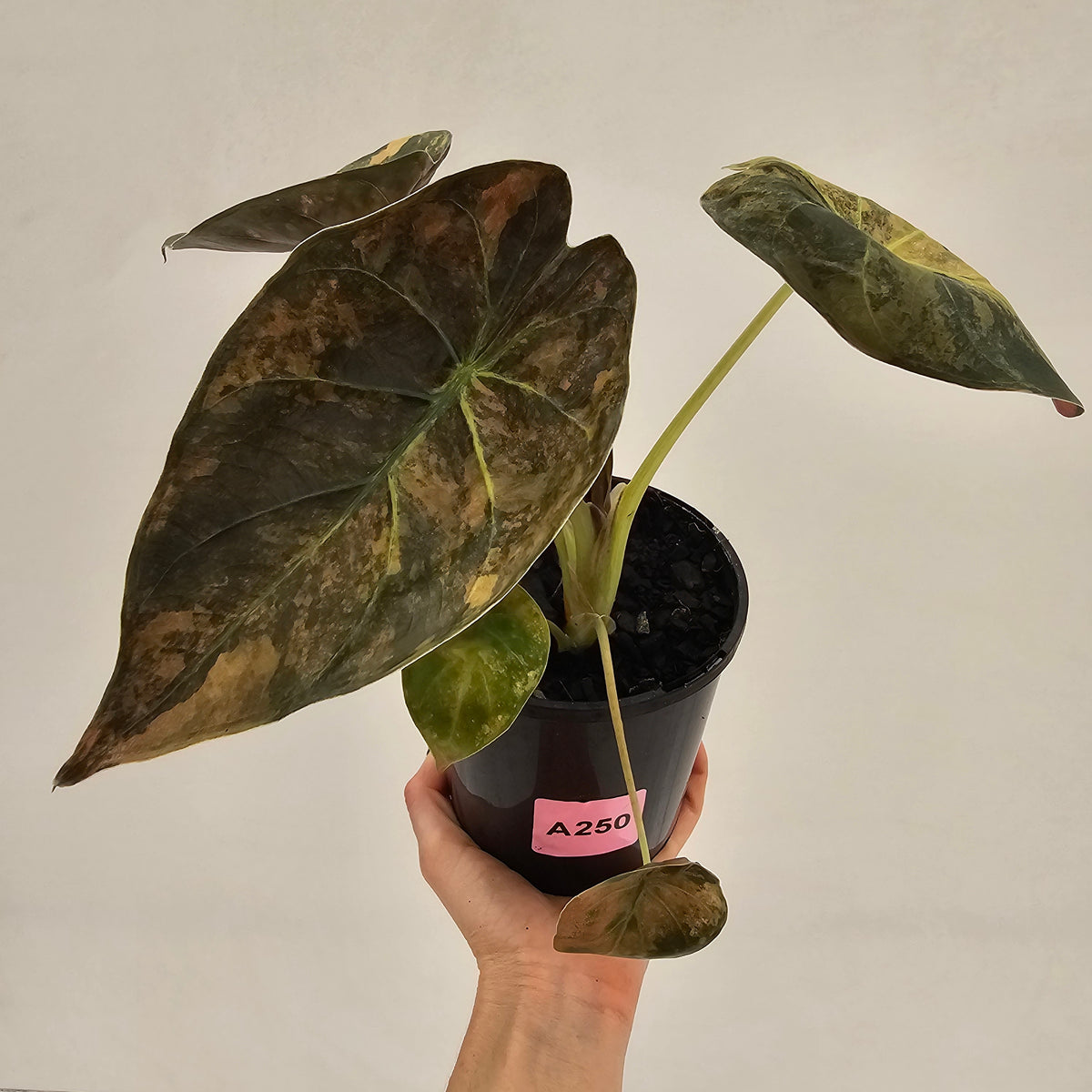 Alocasia ‘wentii’ Variegated - SALE