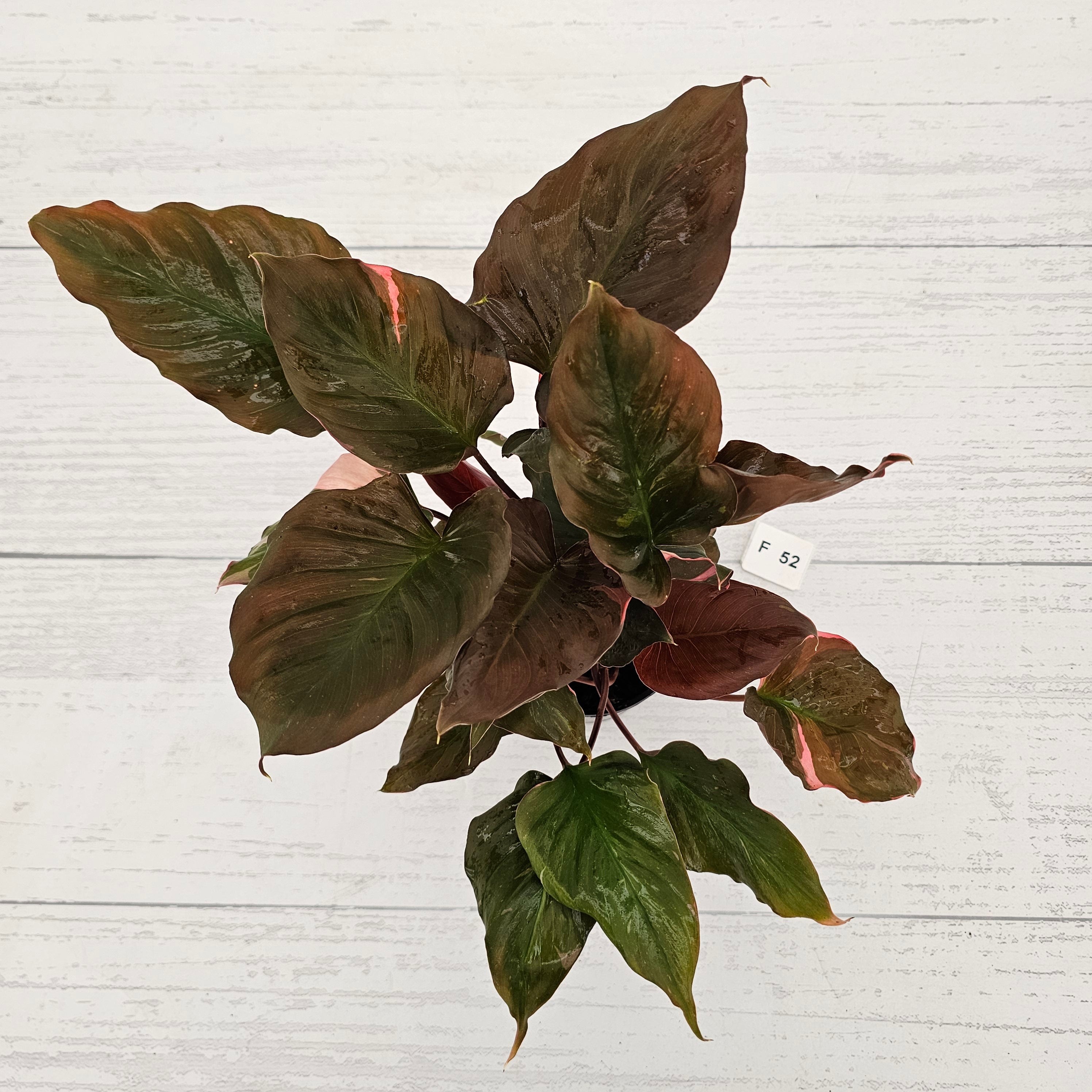 Homalomena rubescens Flaming Red Variegata