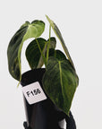 Philodendron melanochrysum Variegata