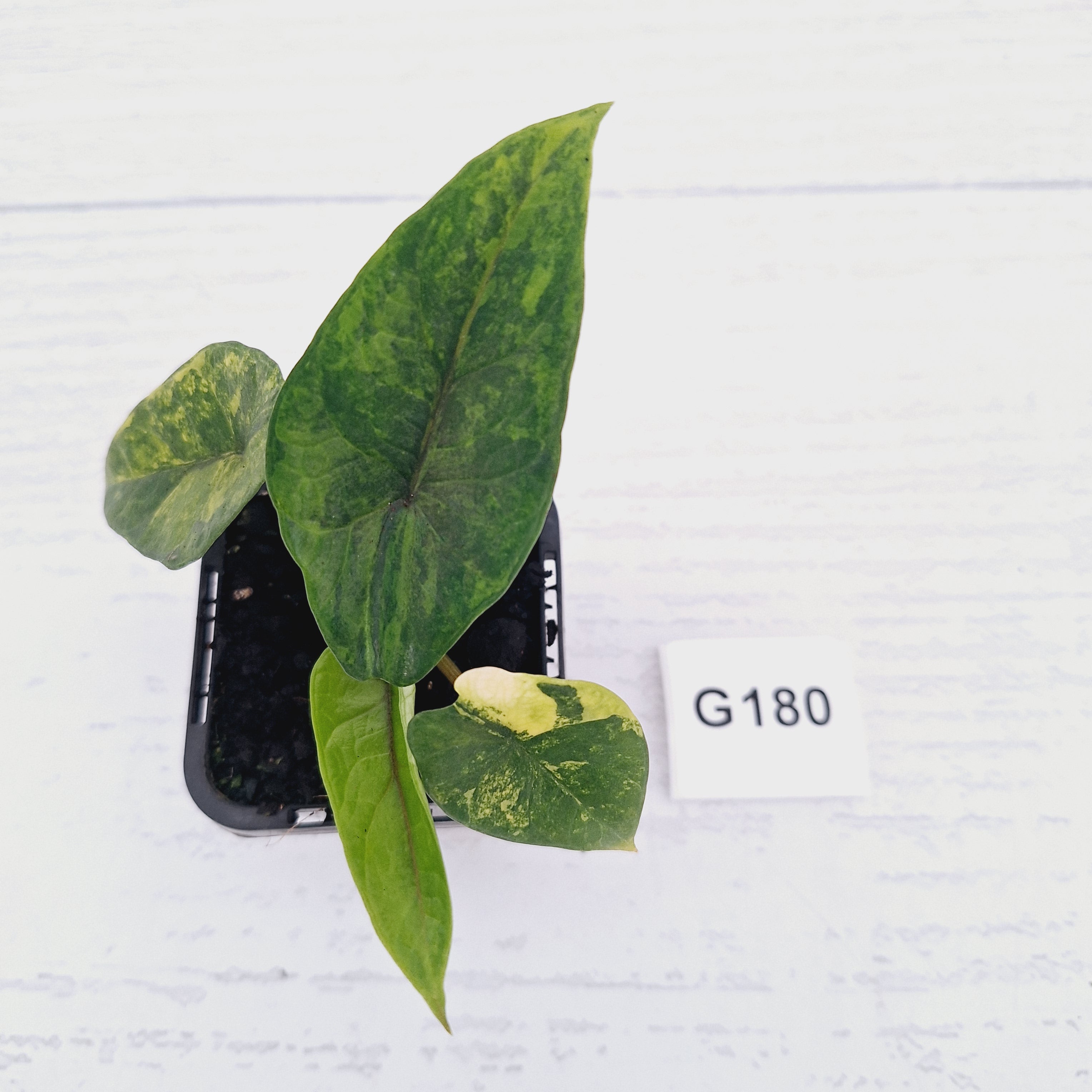 Alocasia scalprum  'Aurea' Variegata