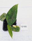 Alocasia scalprum  'Aurea' Variegata