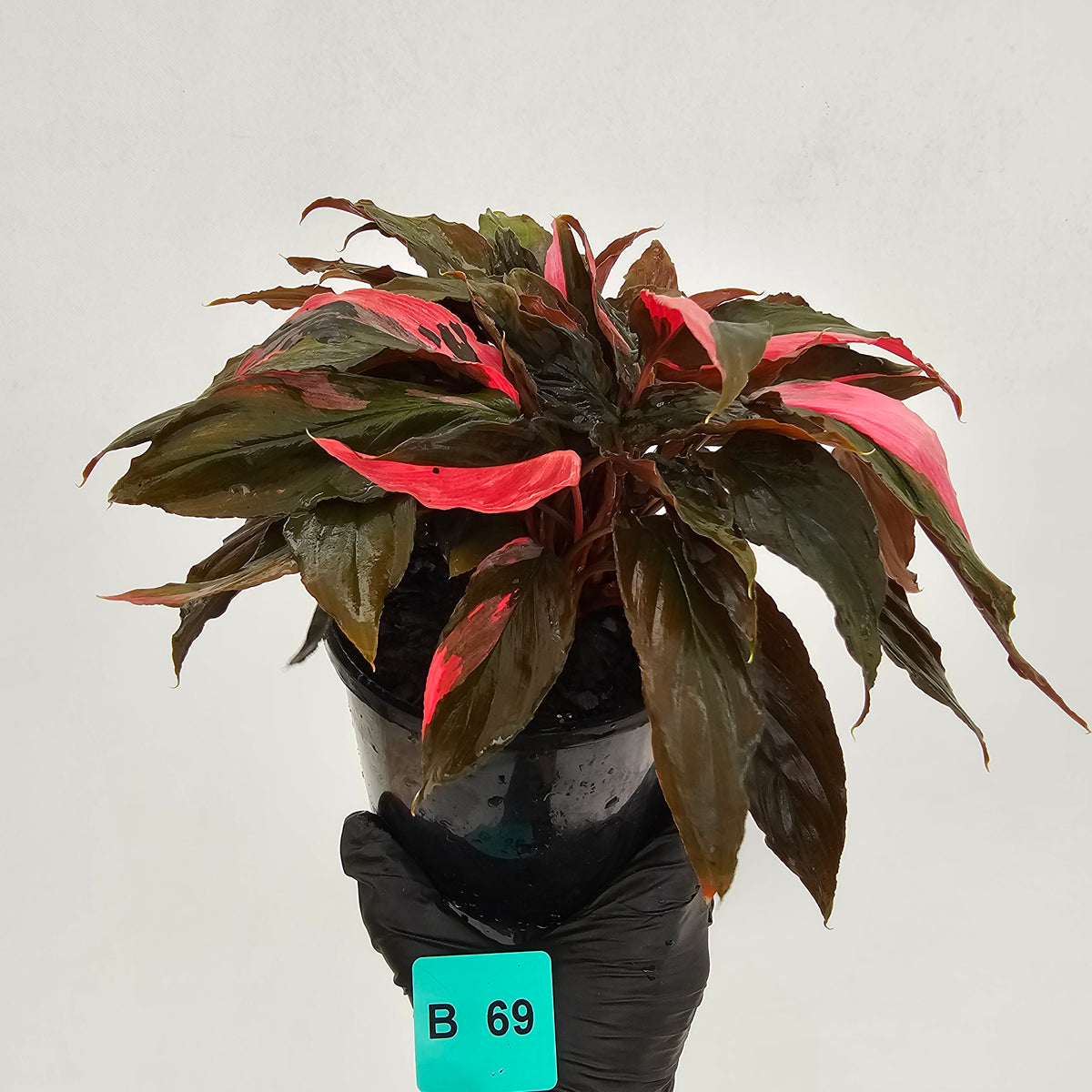 Homalomena Humilis Jungle Satin Variegata - SALE