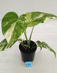 Monstera borsigiana 'Albo'