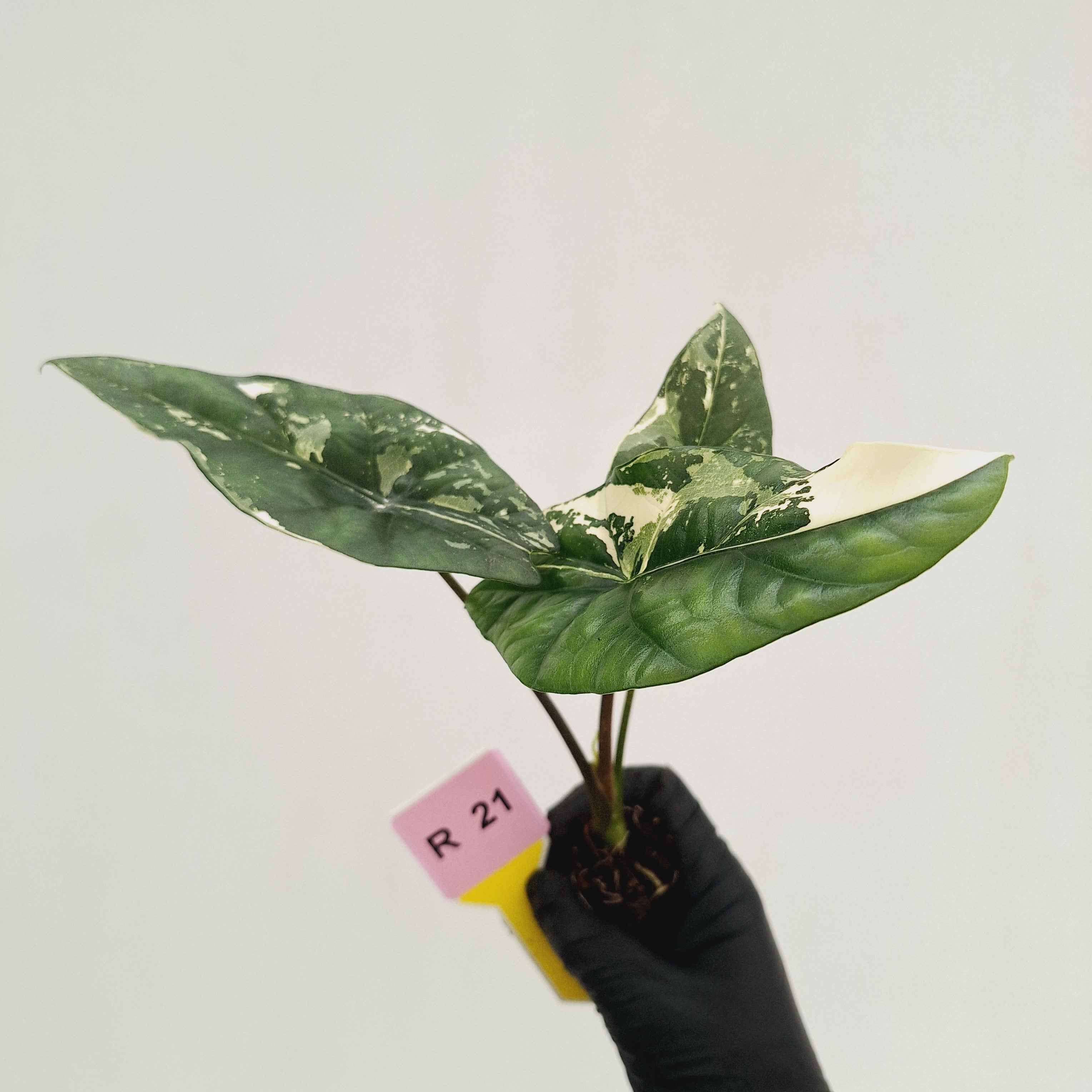 Alocasia 'Simpo'  Variegata- Bare Bottom Baby - SALE