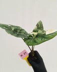 Alocasia 'Simpo'  Variegata- Bare Bottom Baby - SALE