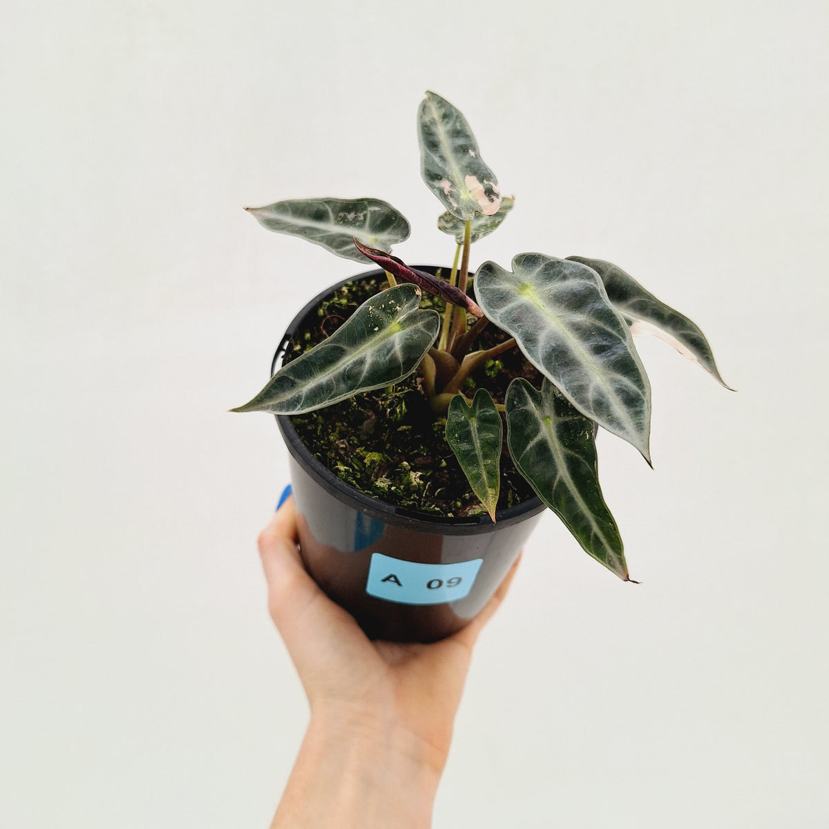 Alocasia Amazonica bambino Variegata