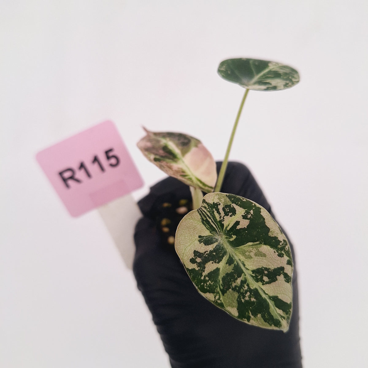 Alocasia reginula 'Black Velvet variegata' - Bare Bottom Baby