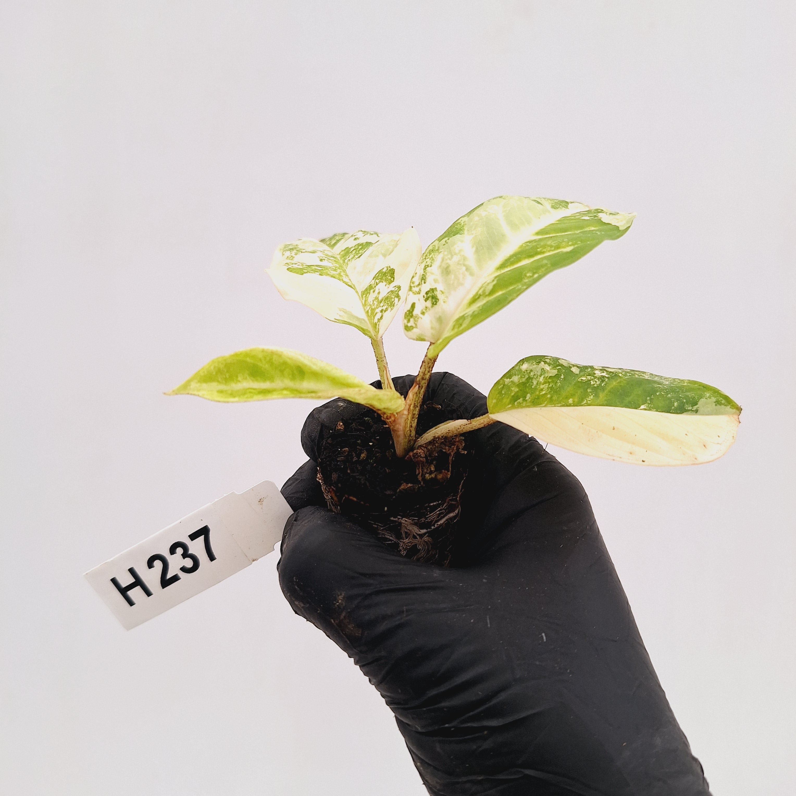 Phyllotaenium lindenii Magnificum Variegata -  Bare Bottom Baby