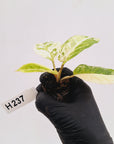 Phyllotaenium lindenii Magnificum Variegata -  Bare Bottom Baby