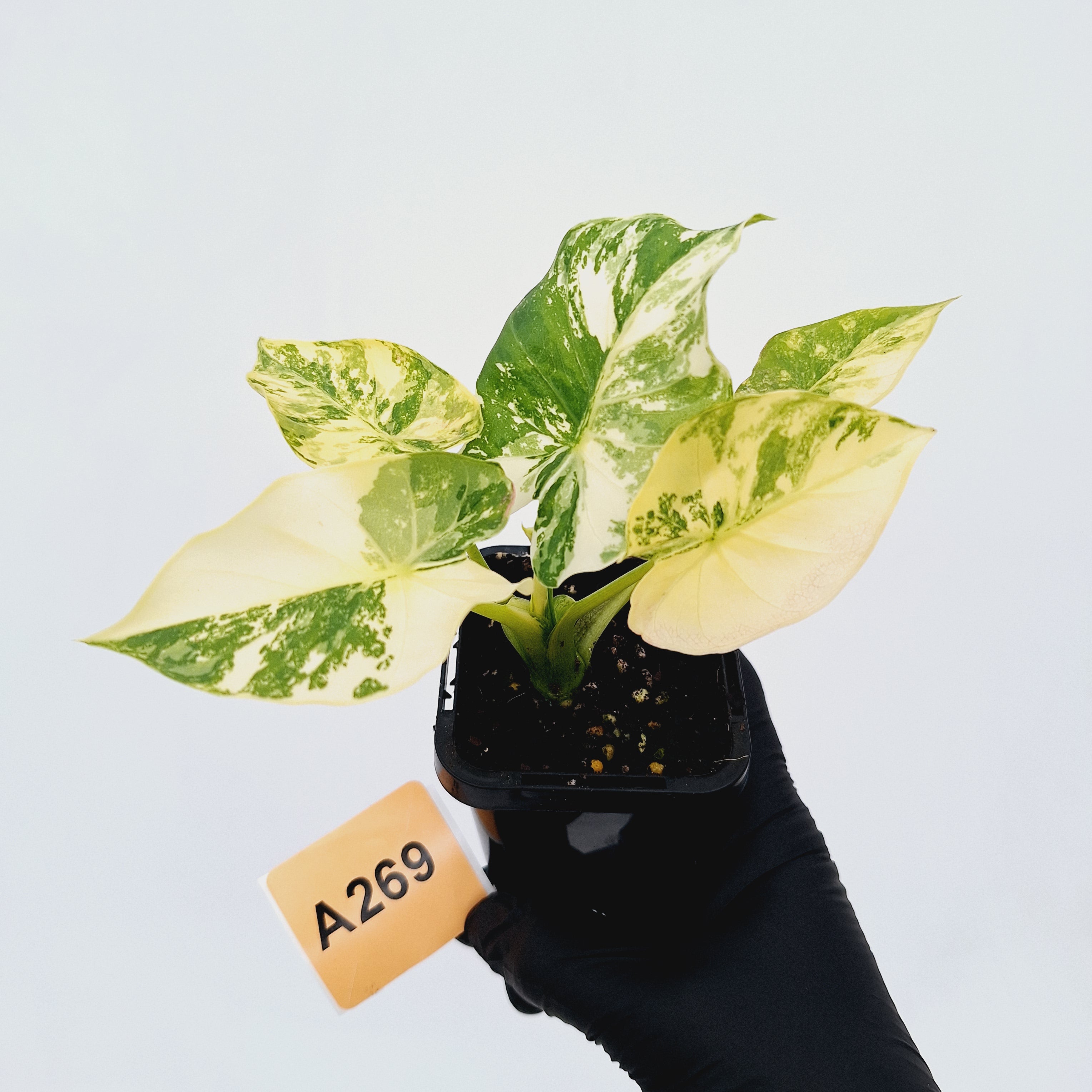 Alocasia Odora &#39;California Aurea Variegata&#39;