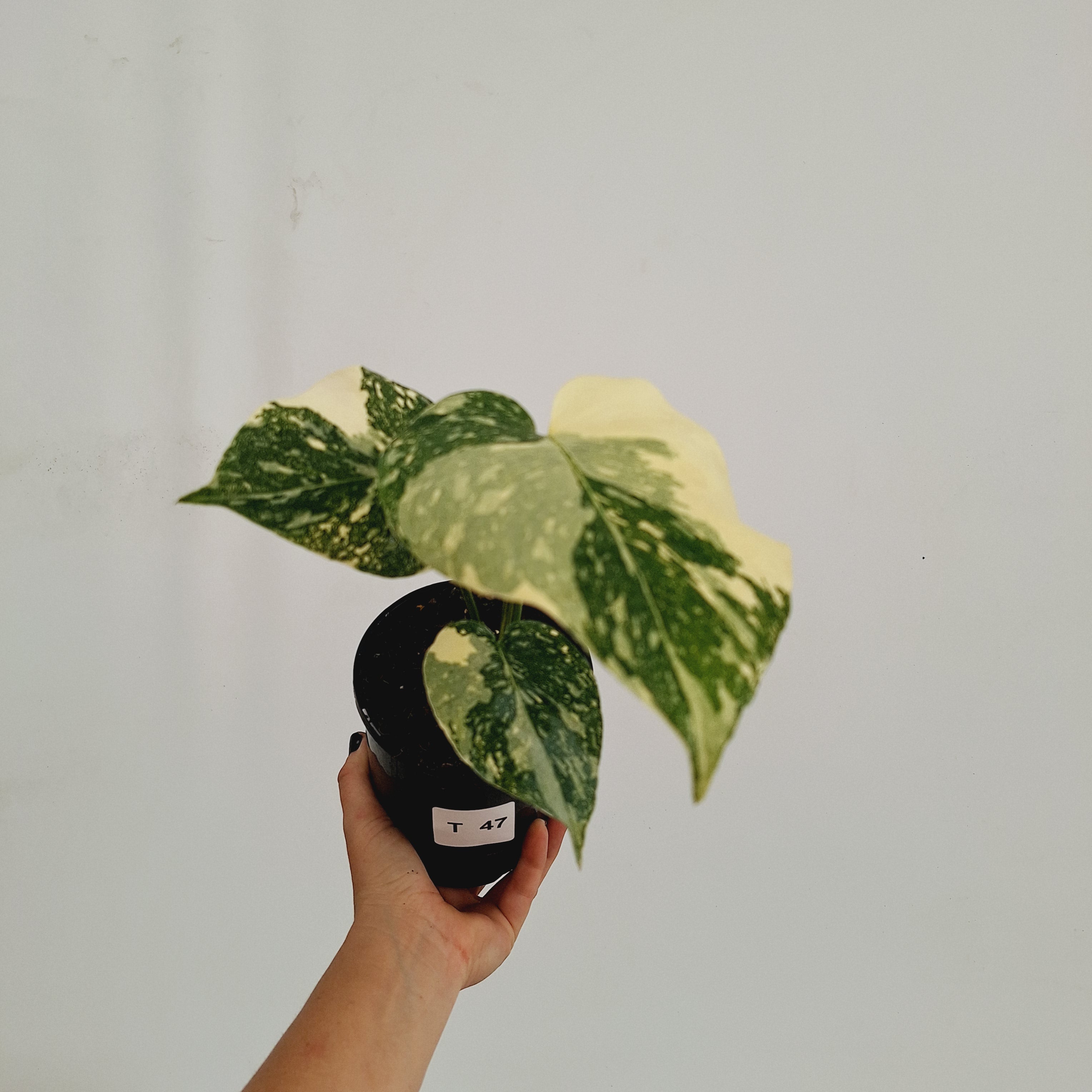 Monstera deliciosa Thai Constellation Sports
