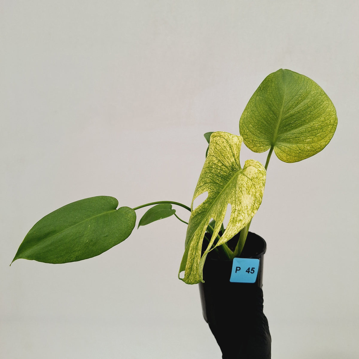 Monstera Deliciosa 'White Monster'