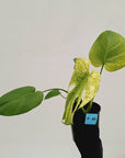 Monstera Deliciosa 'White Monster'