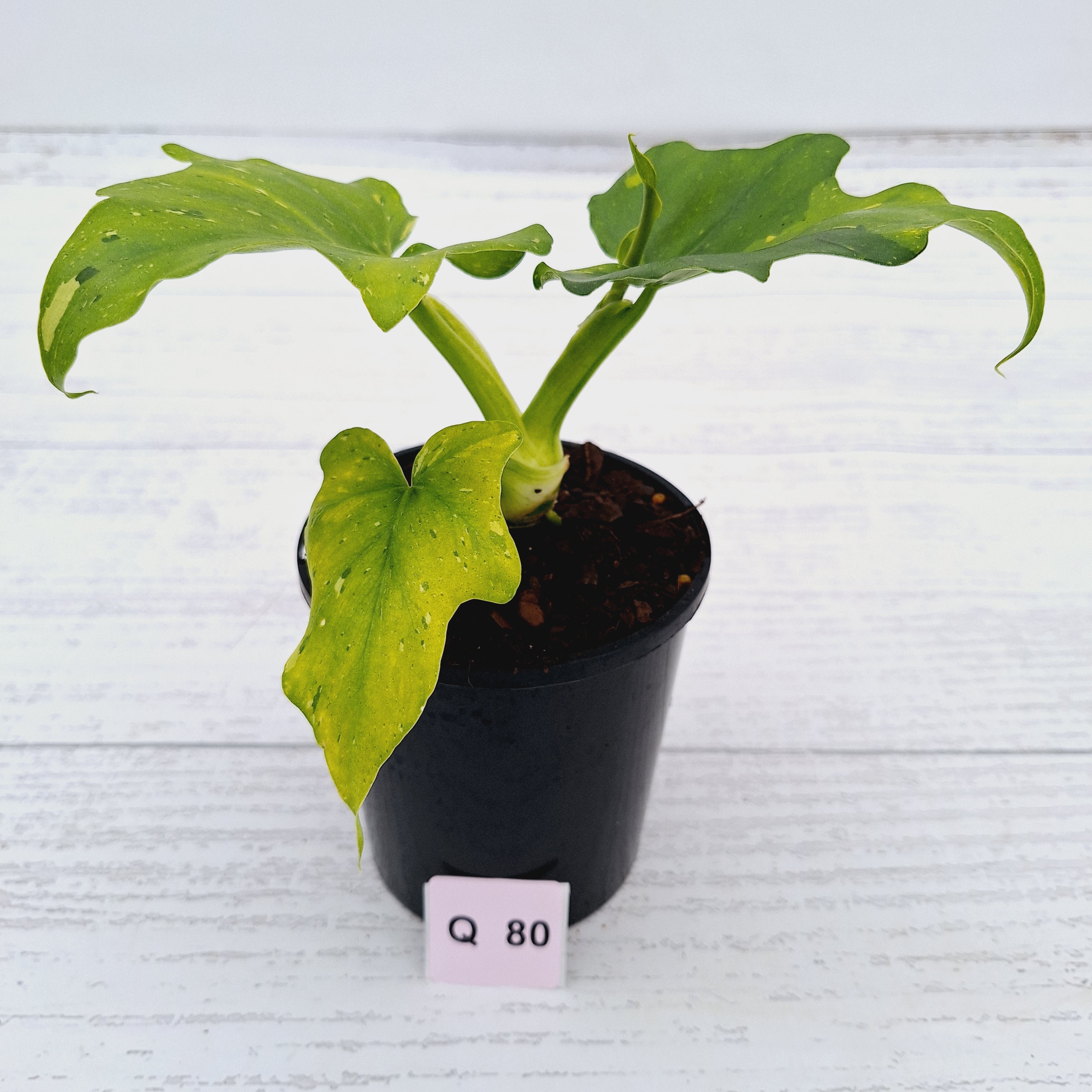 Philodendron warscewiczii Gold Variegata