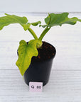 Philodendron warscewiczii Gold Variegata