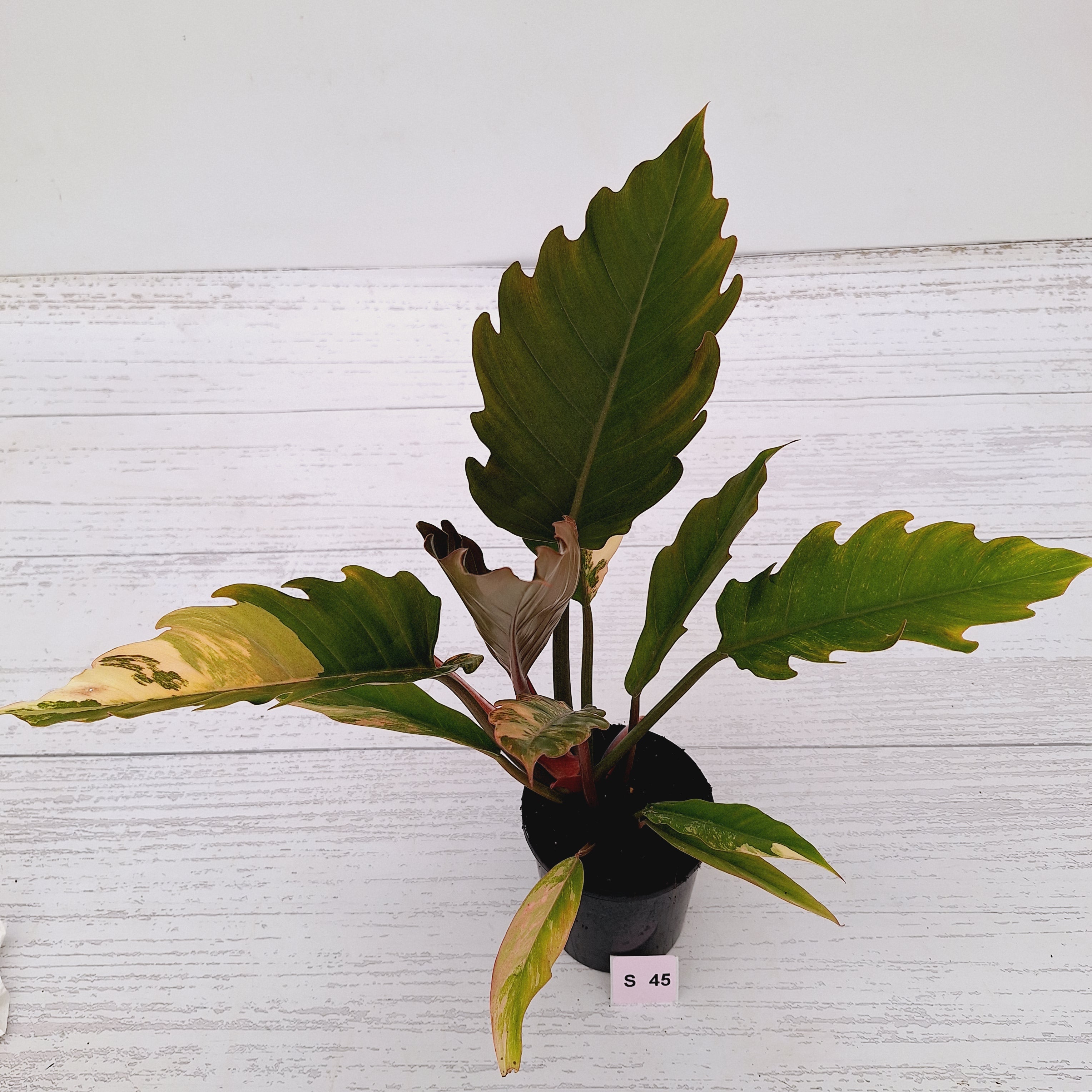 Philodendron serratum Caramel Marble
