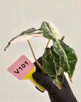 Alocasia Polly 'Snowflake Brocade'