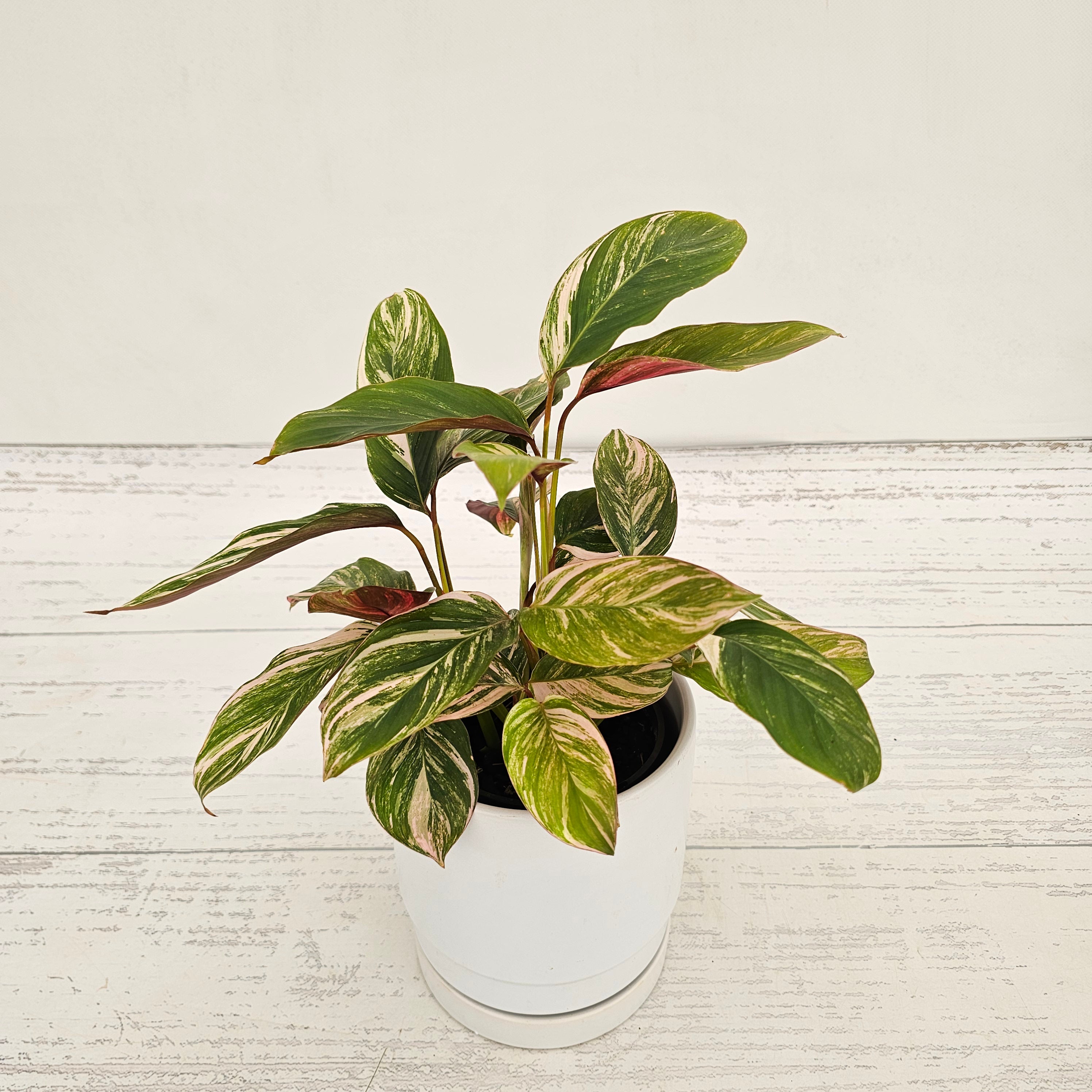Calathea spp. Glaza