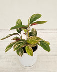 Calathea spp. Glaza