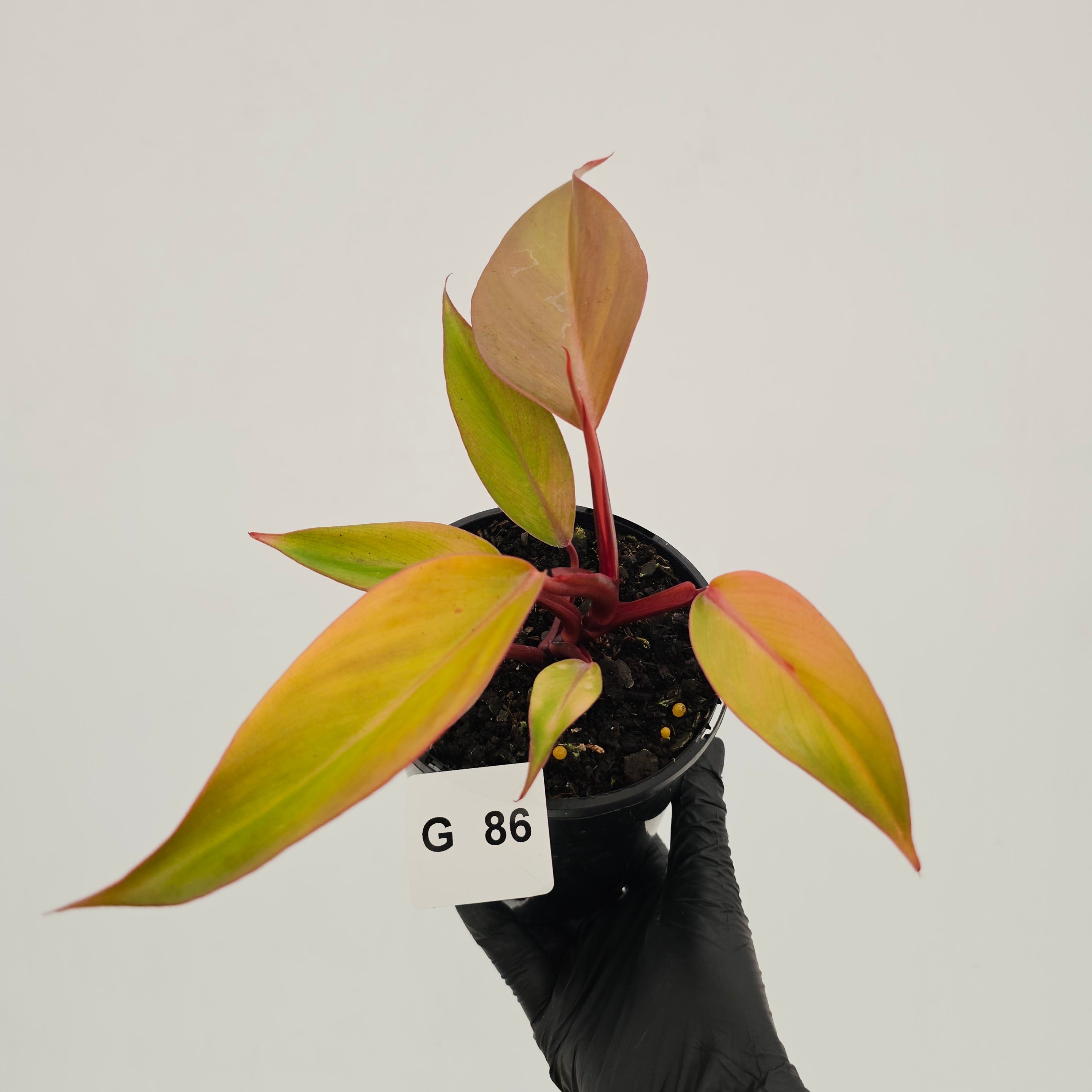 Philodendron 'Orange Princess' Sport
